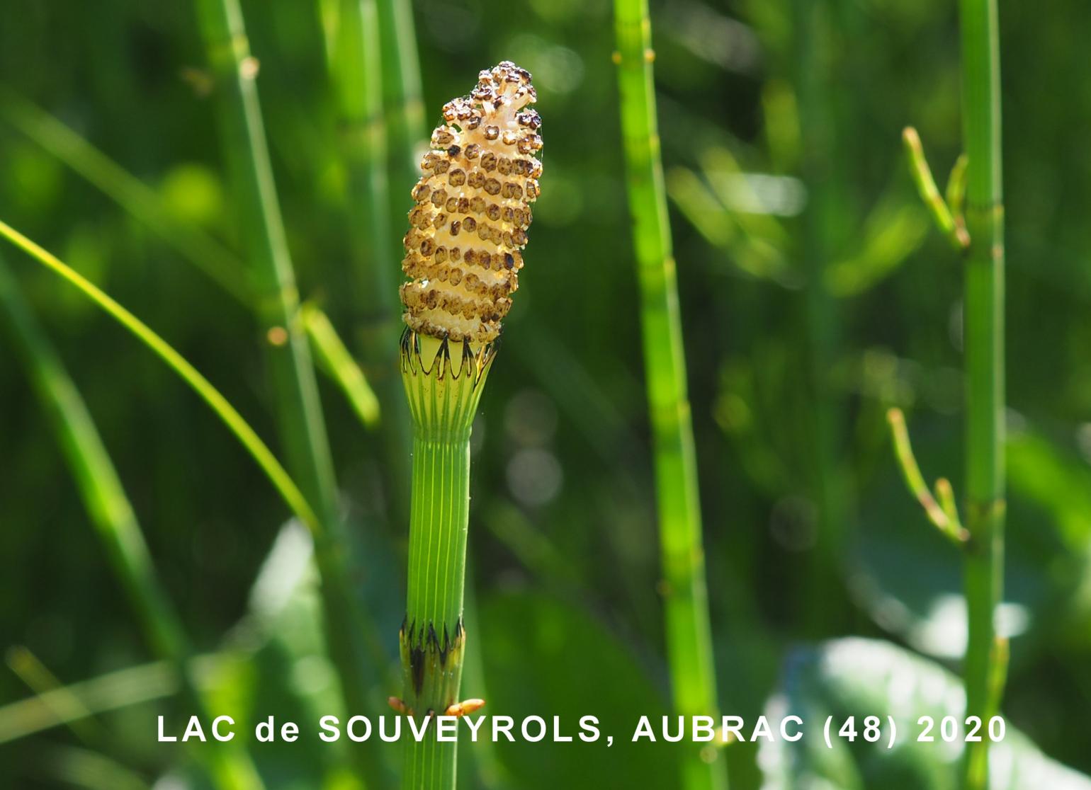 Horsetail, Water